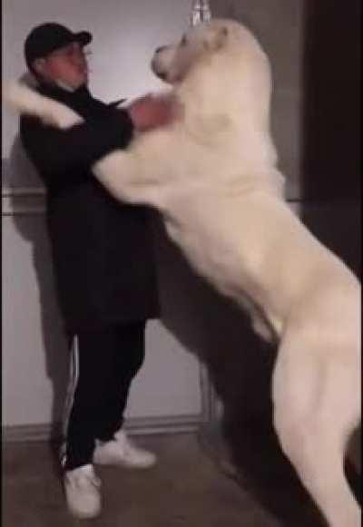 Huge dog