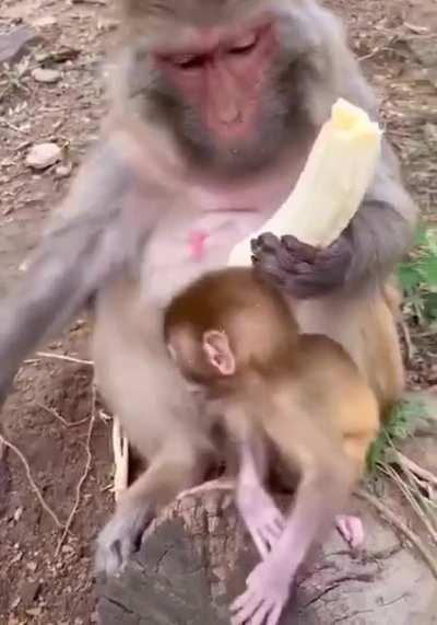 Even monkeys hate banana boogers.