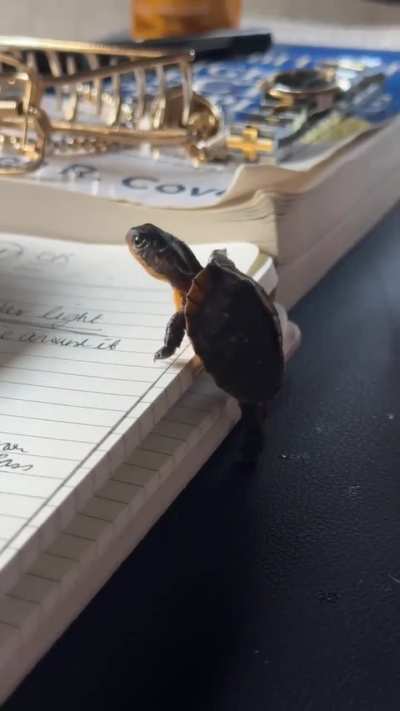 Watch Myrtle the turtle climb to daring heights!