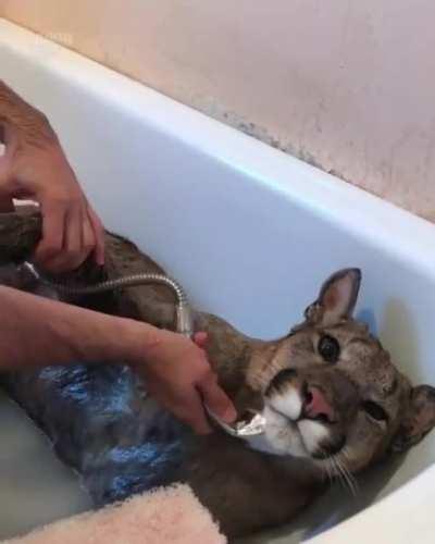 Shower time for puma