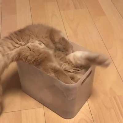 This cat has successfully turned into a cube