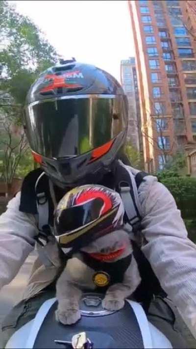 Going on a trip with the cat