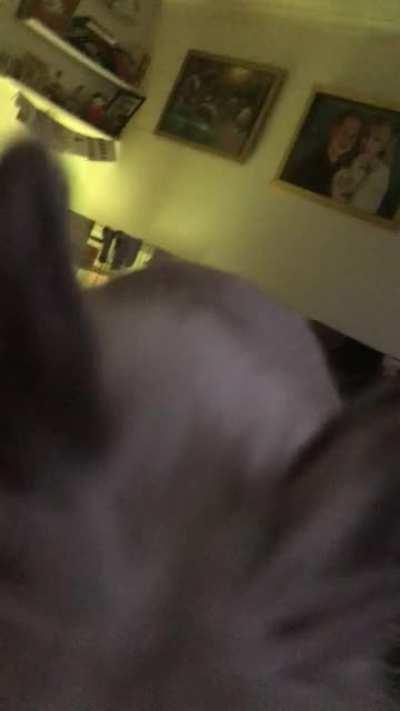 Waking up with a free roam bun be like...