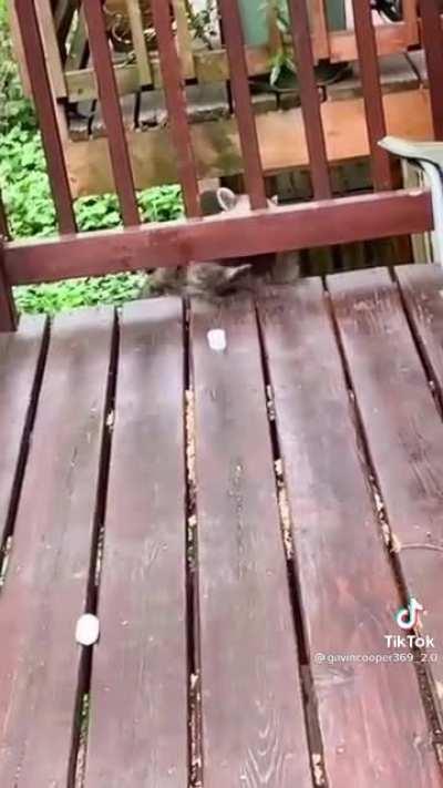 He just wanted a marshmallow