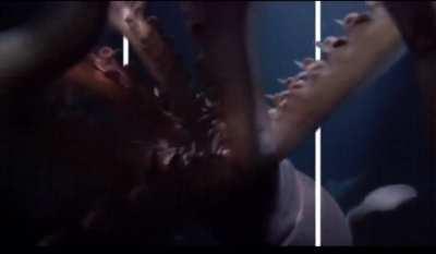 Just a friendly dolphin passing by