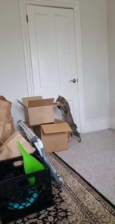 to jump in the box