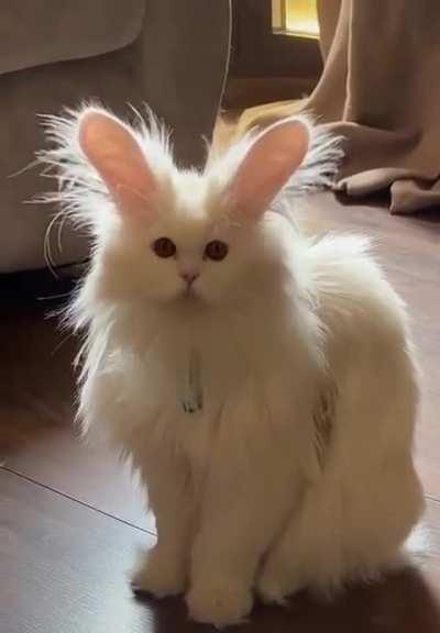 So, is it a cat or a rabbit?