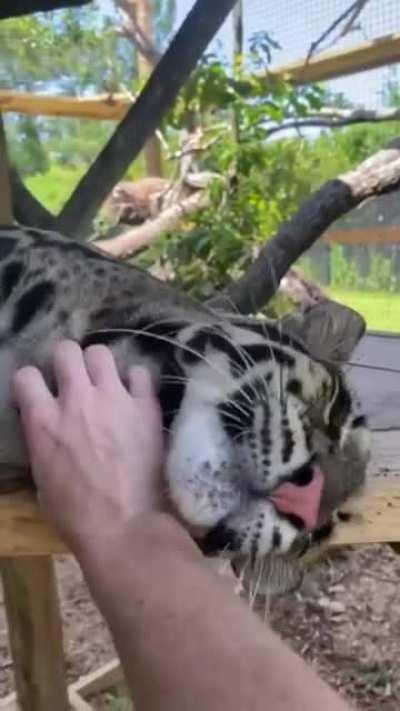 Дымчатый леопард