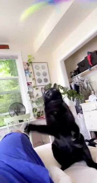 Nobody shakes that belly like my cat