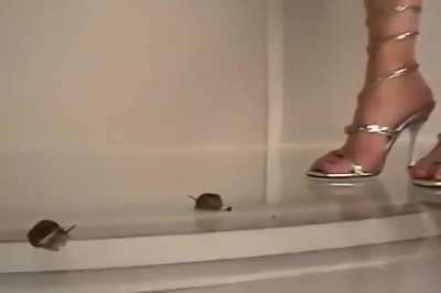 Crushing snails with grey open heels
