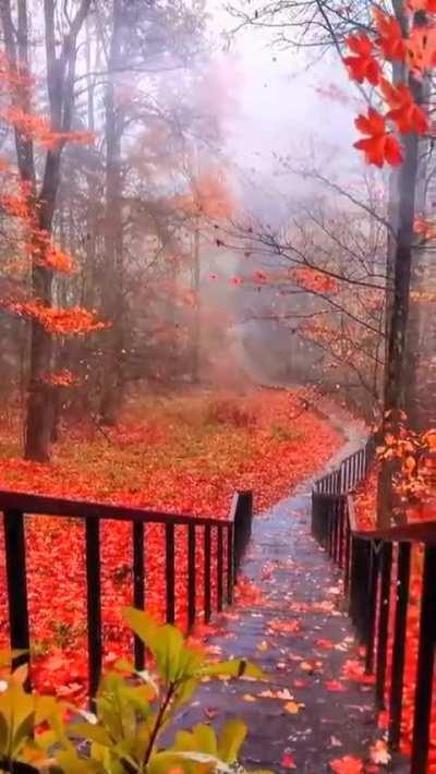 🔥 Autumn leaves falling in a rush in Vermont, US