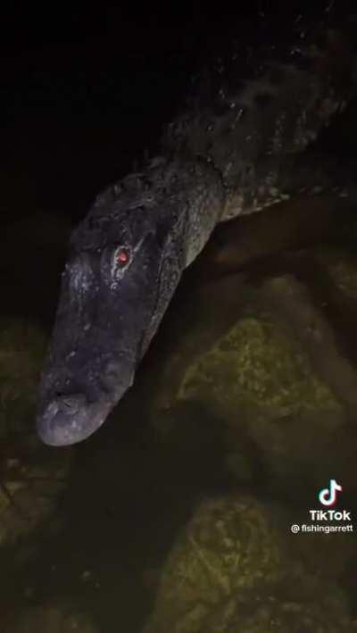 Most cowardly man in Australia