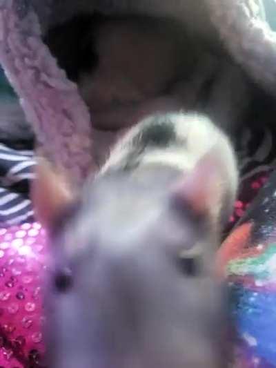 HIIII IM STEVE HIIIII 👋