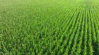 try this new food i just found out about