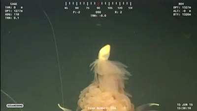 Anyone know what this is? Looks like hermaeus mora