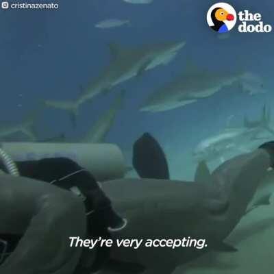 Helping and petting some sharky boyes!