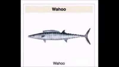Wahoo