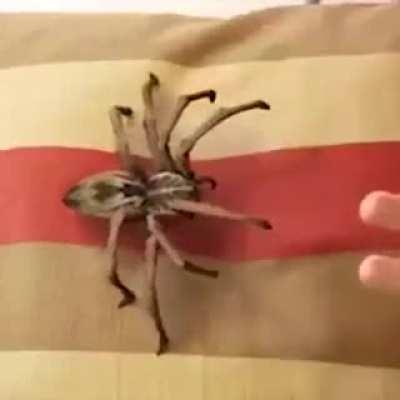 Утипусиська!!!