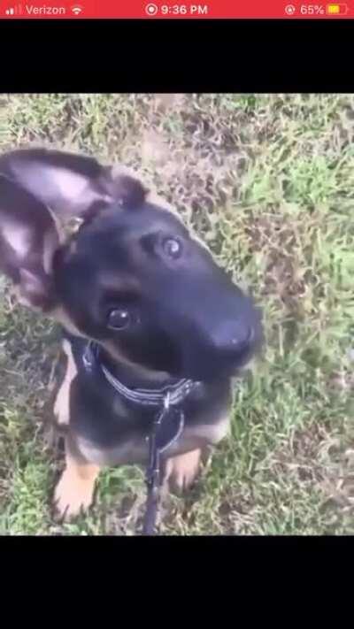 SuiCidAl DoG bReAks hIs NecK mUltIplE tImEs