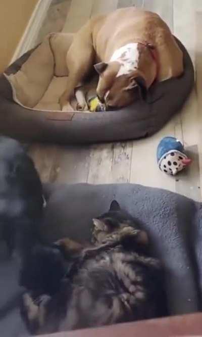 Kitty wants a bed too