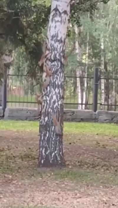 🔥 Squirrels who make a game out of life do well 🔥