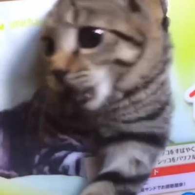 Surprise motherfucker