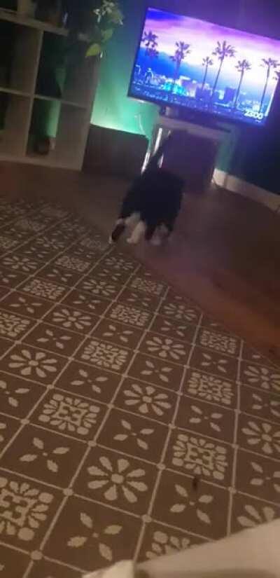 He forgot about is tail