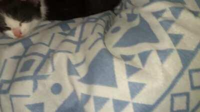 Feral Kitten Taming Day 4 - Sleepy Cuddles