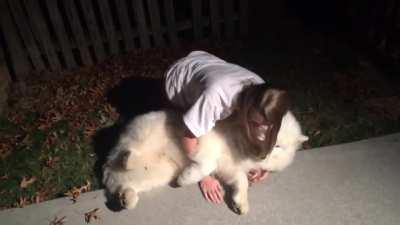 Stubborn Samoyed-Trying to get Cody in from the cold at bedtime.