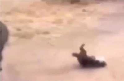 A rhinoceros nukes a hyena that was hunting him