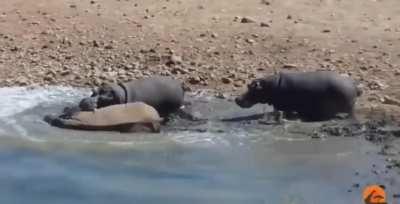 Hippo attacks and drowns an injured, dehorned Rhino