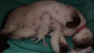 Some little pointy tailed newborns with their mum