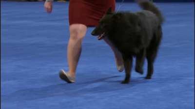 Kyllian Genzmer (National Dog Show 2023)