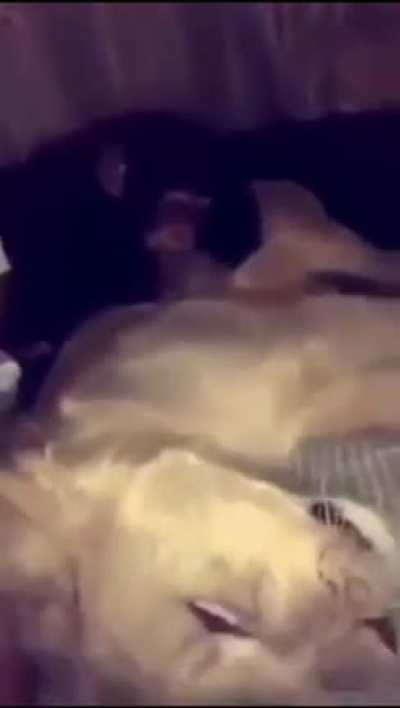 ahahahahah 😂😂😂