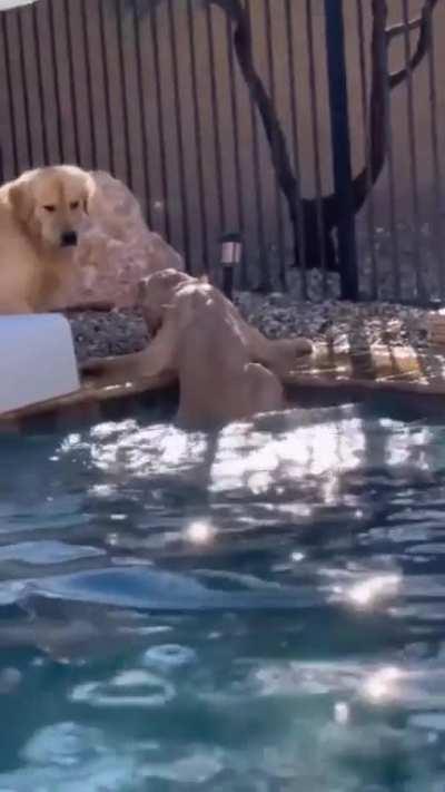 Gracefully caught the ball, but…