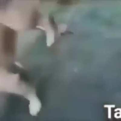 El perro se culio ala gallinaaa