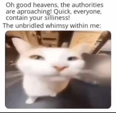 Silly cat memes be like