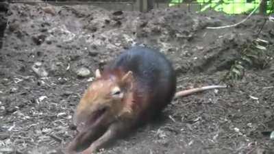 The black and rufous elephant shrew, native to the dense forests of Kenya and Tanzania, is one of 17 species of elephant shrew or sengi found in Africa. In the wild, they spend most of their time either running from predators or using their superb sense o