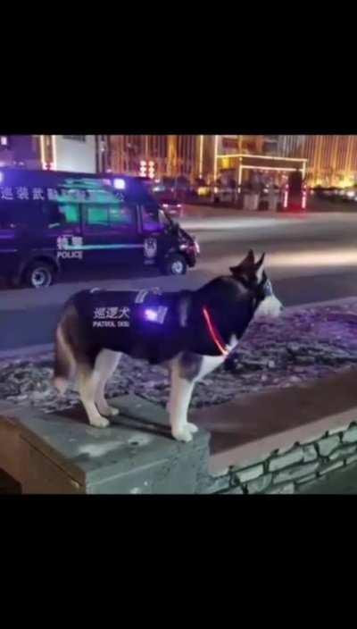 WHAT! A husker K9??!!