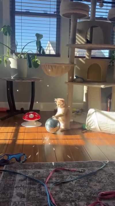 This cat staged a real disco, hunting for sunbeams! 🌞✨