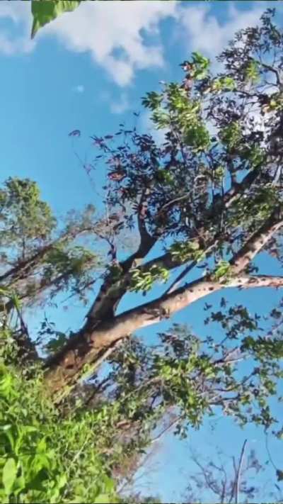 [Myanmar/Burma] Warazup and Shanni Nationalities Army (pro-junta militias) fire at Kachin Independence Army trenches during an attack (Between Sept-Oct 2025)