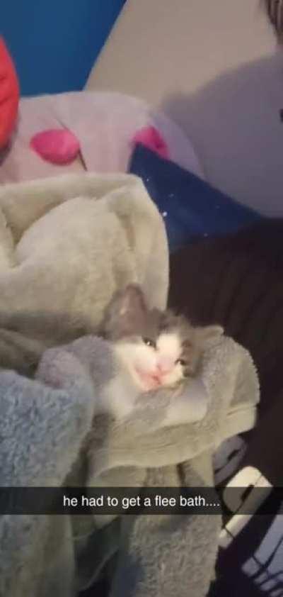 Albedo was adopted into our family and he is very vocal, but very adorable :)