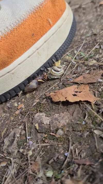 Snail crush fetish