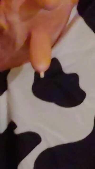 A functioning cow udder my roommate made for holloween.