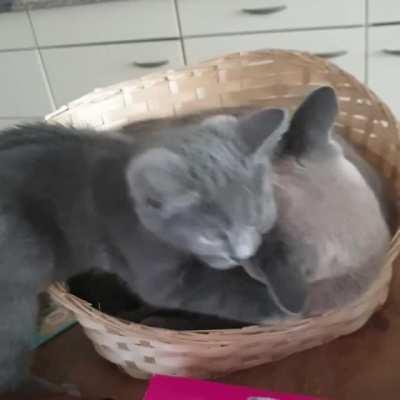 My two cats grooming each other