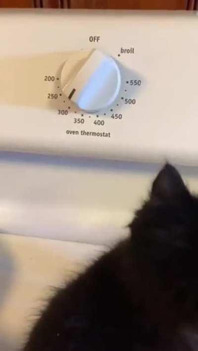 No one turned up to Thanksgiving