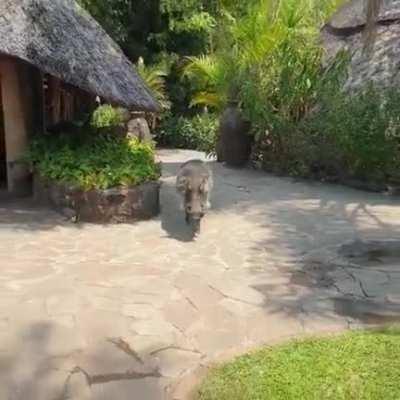 Legend says he still there...