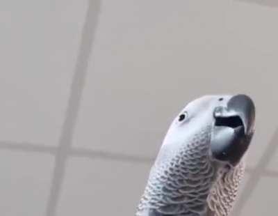 Birb making notification sounds