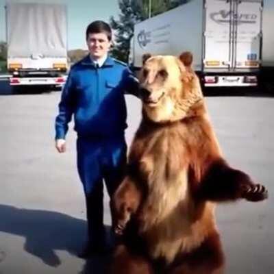 Madlads teached a bear to show rude gesture