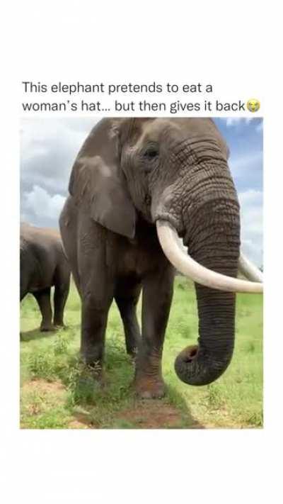An elephant has a better sense of humour than my friends